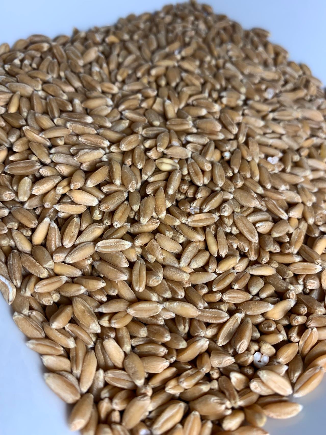 Organic/Biodynamic Spelt Grain